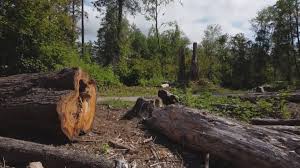 Best Seasonal Cleanup (Spring/Fall)  in Altoona, WI