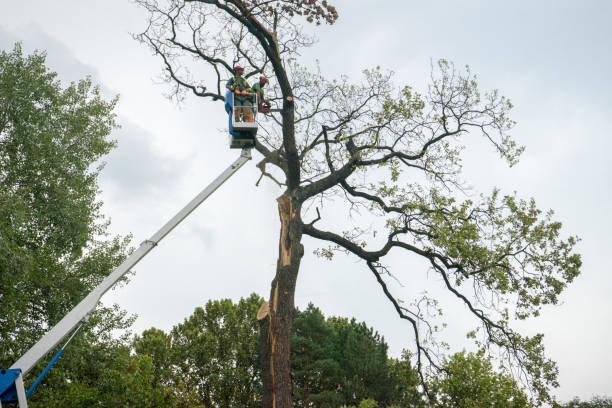 Best Tree Removal  in Altoona, WI