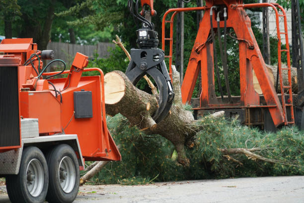 Best Tree Trimming and Pruning  in Altoona, WI